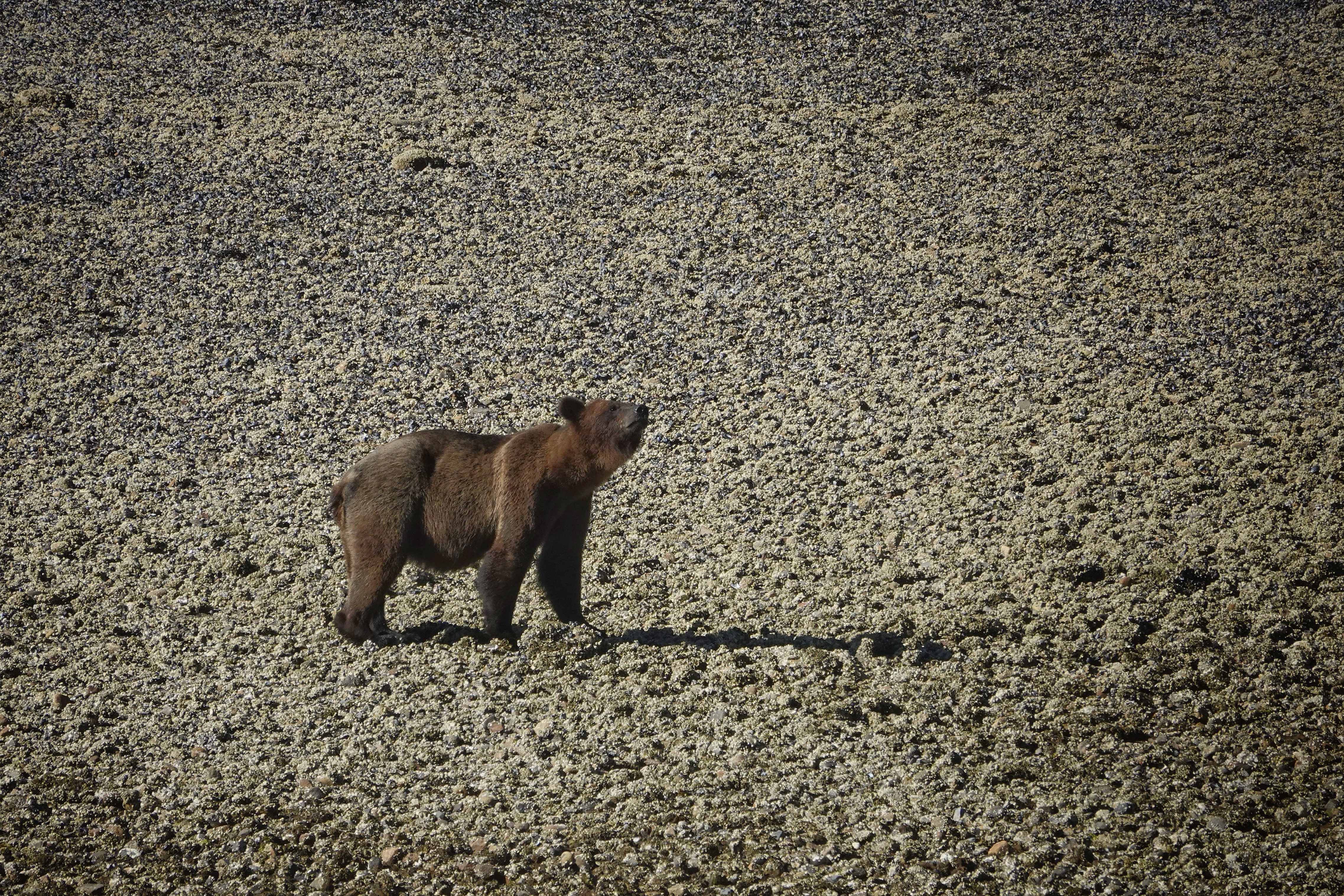Grizzly aperçu depuis le bateau à Prince Rupert